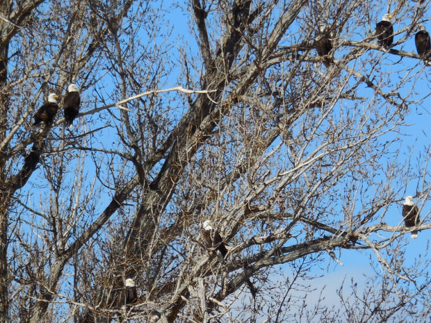 Eagles